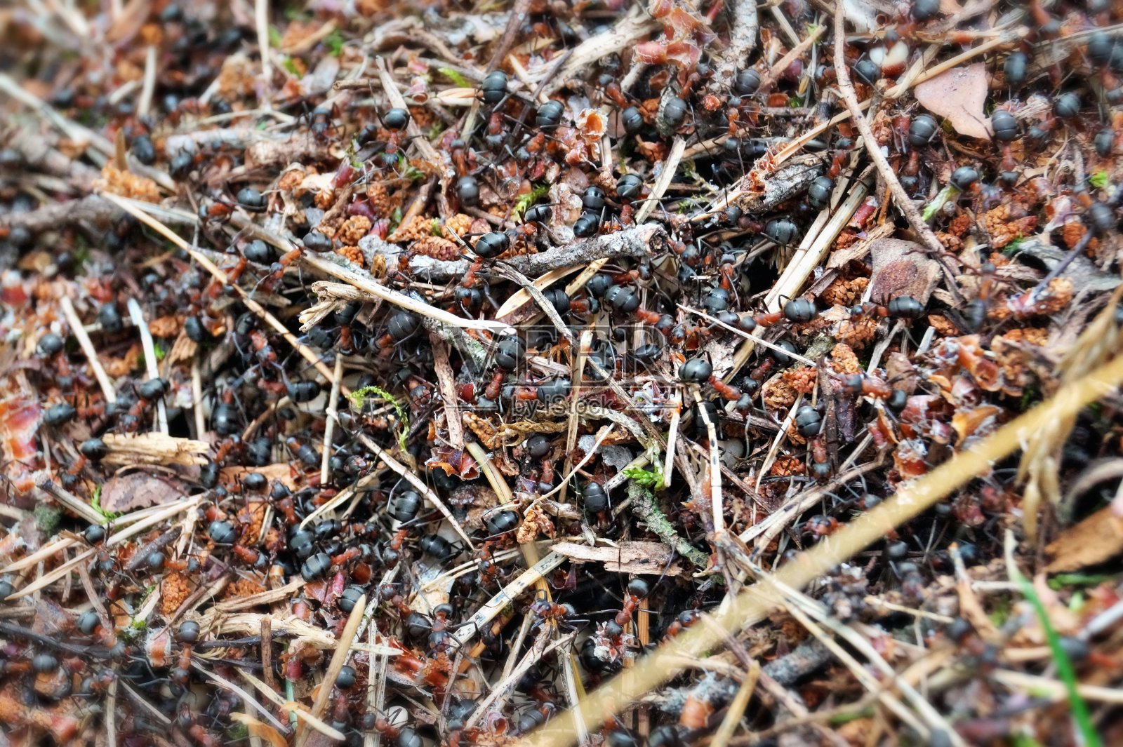 森林里的蚂蚁照片摄影图片