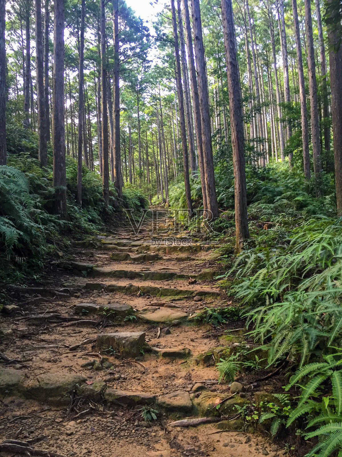 熊野古道照片摄影图片