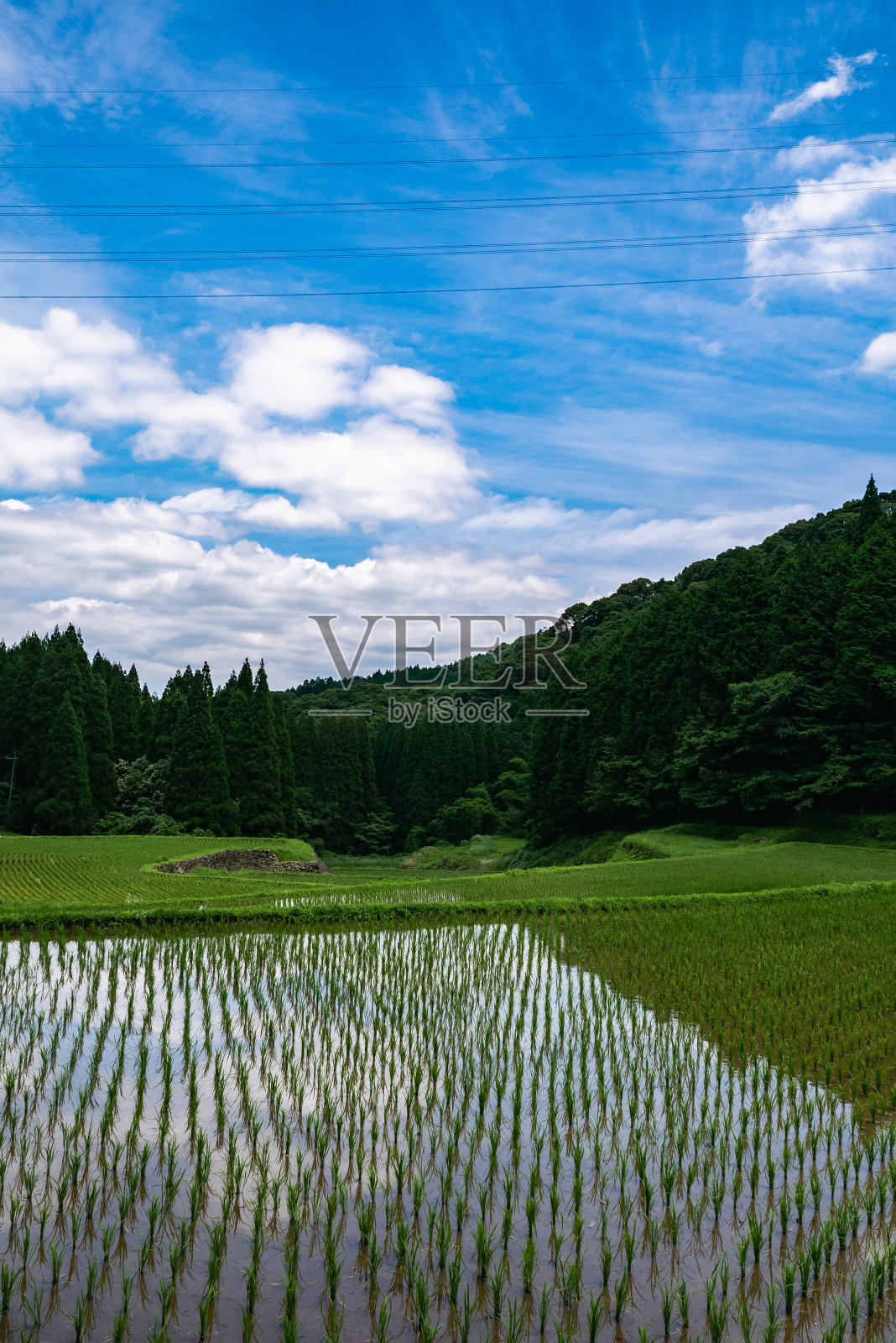 日本鹿儿岛县友水町科达的稻田。照片摄影图片