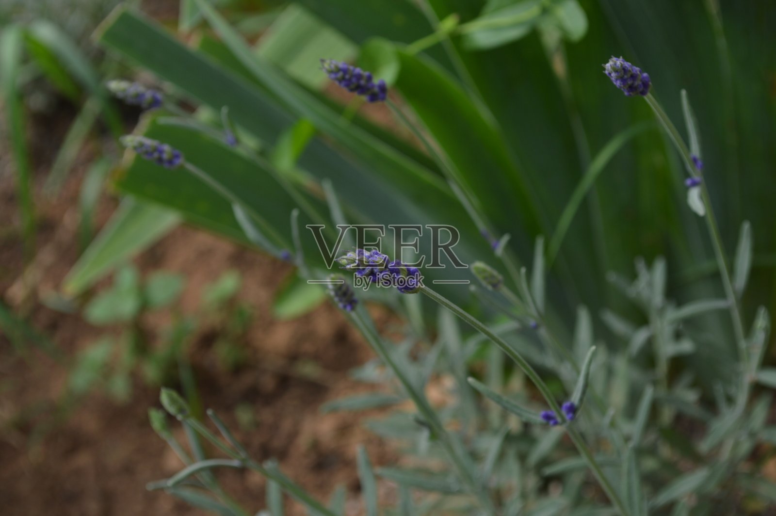 薰衣草紫色的植物花薰衣草在我的花园里装饰照片摄影图片