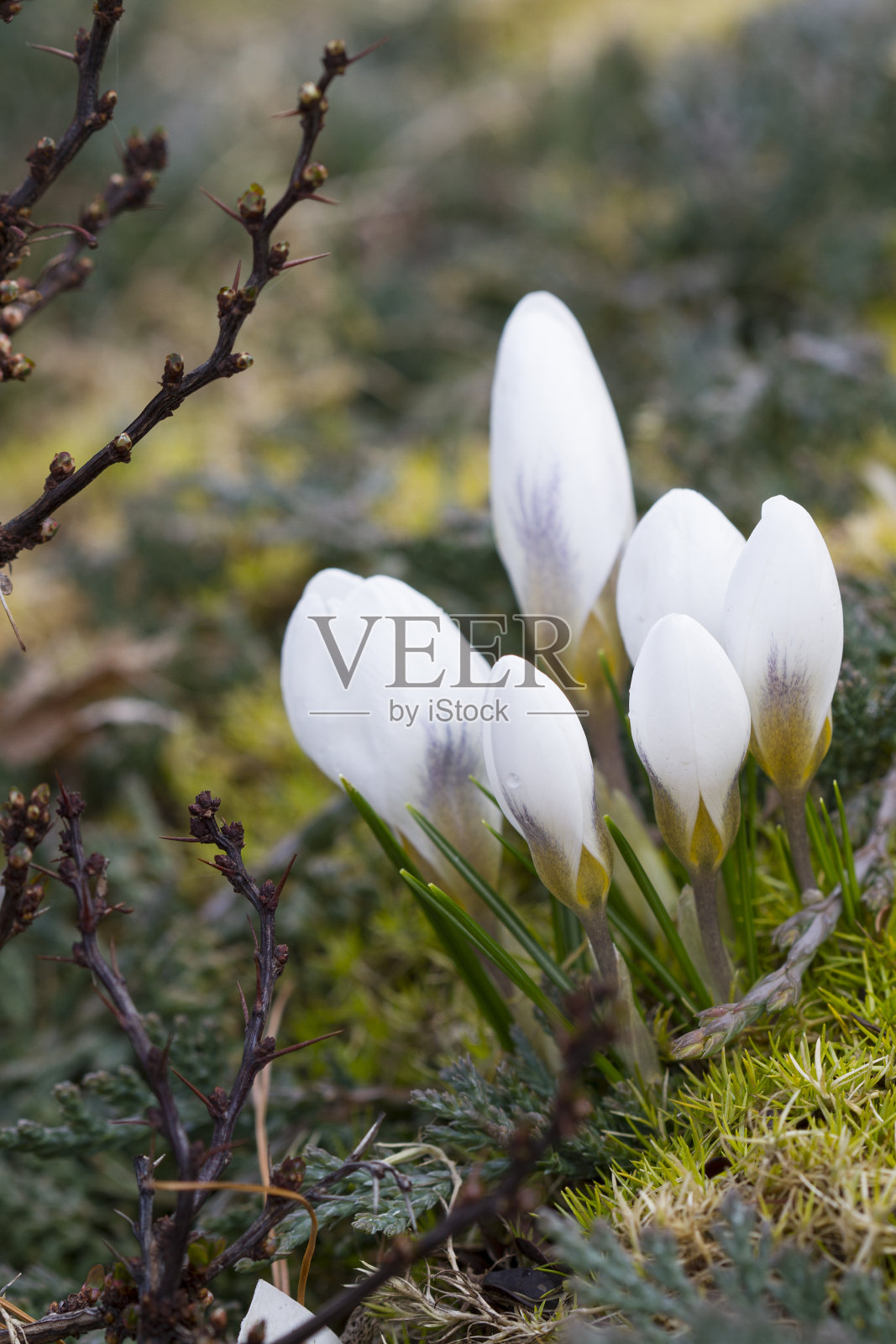 白色春季番红花照片摄影图片