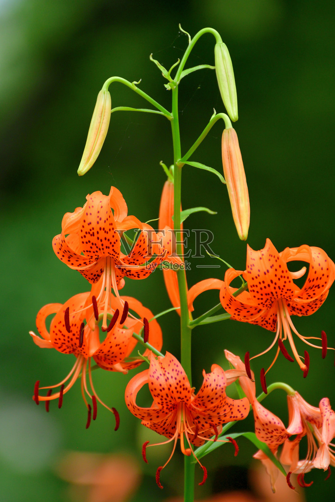 卷丹/虎皮百合照片摄影图片