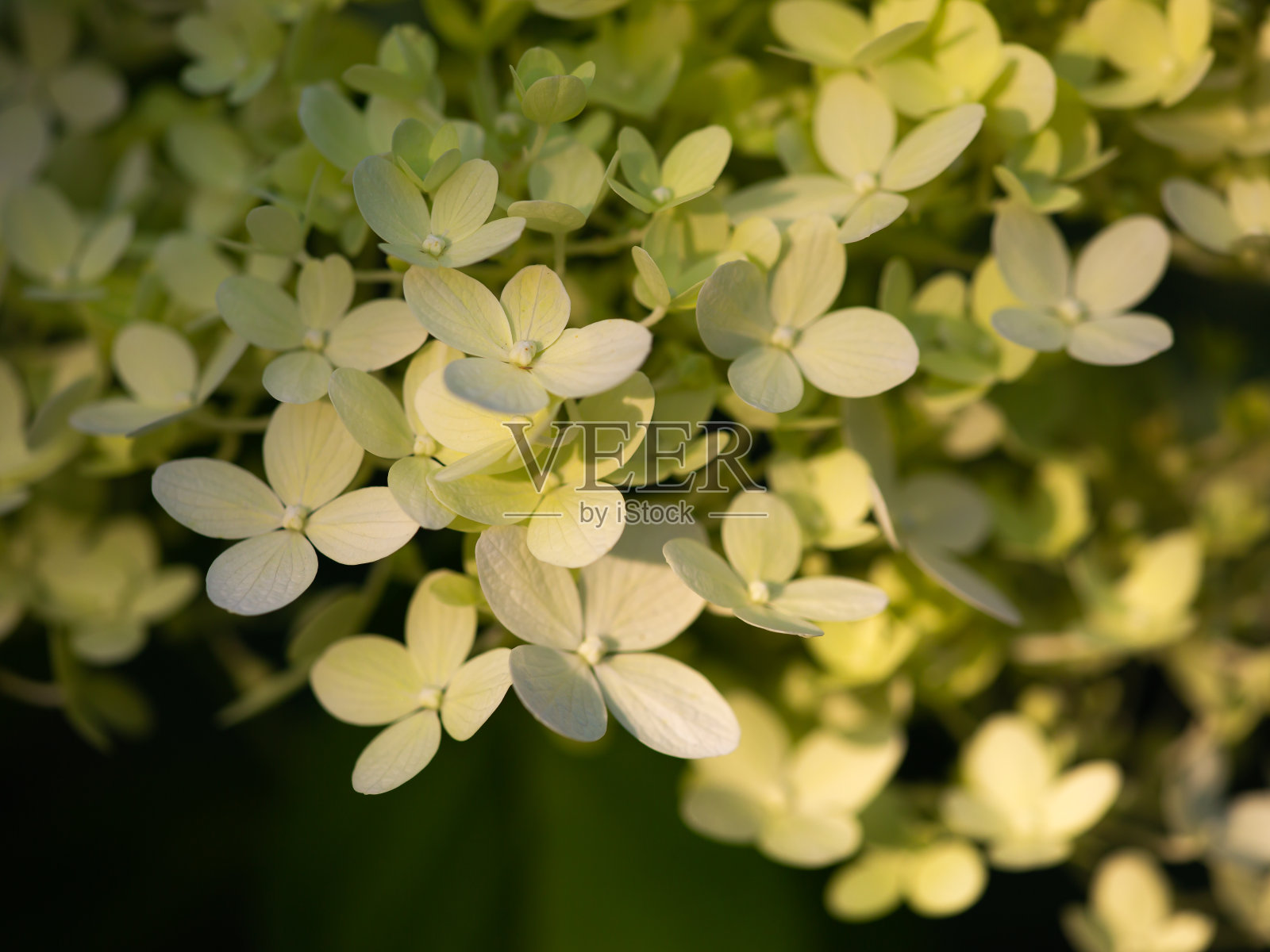 清晨的晨光中，白色的绣球花绽放照片摄影图片