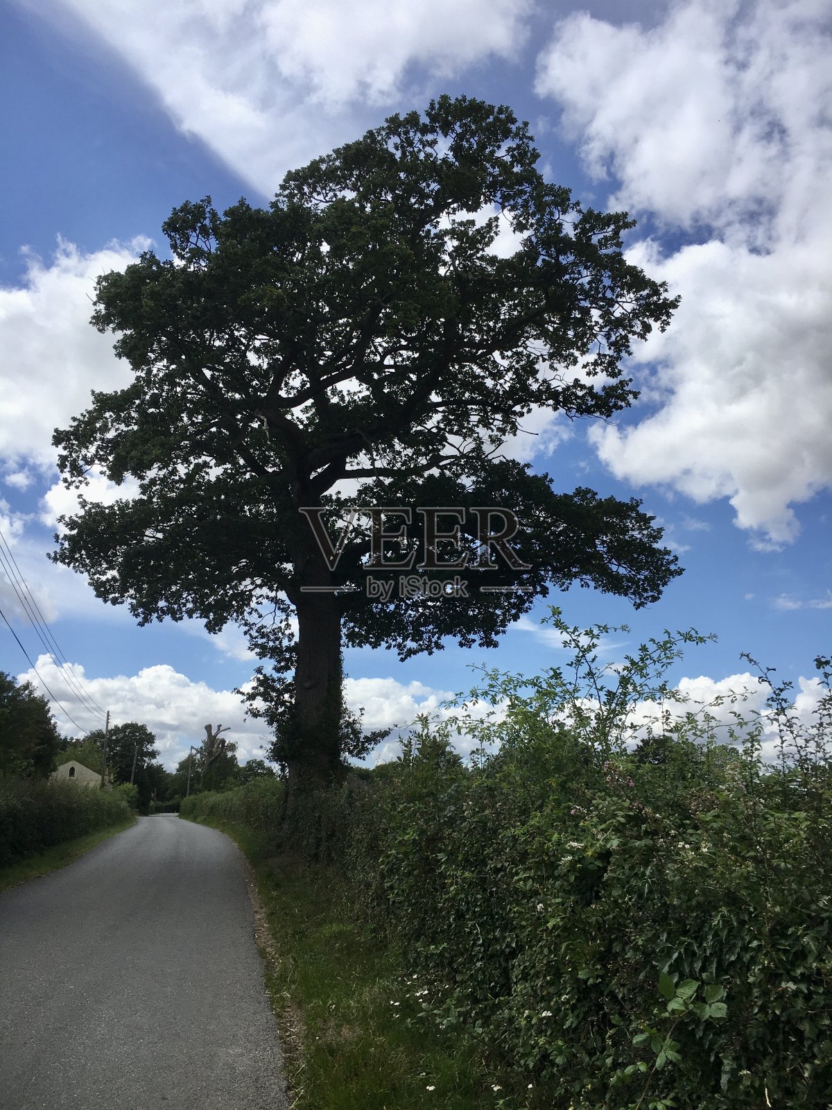 树木华丽的树木与灿烂的蓝天和云彩云景伦伯格照片摄影图片