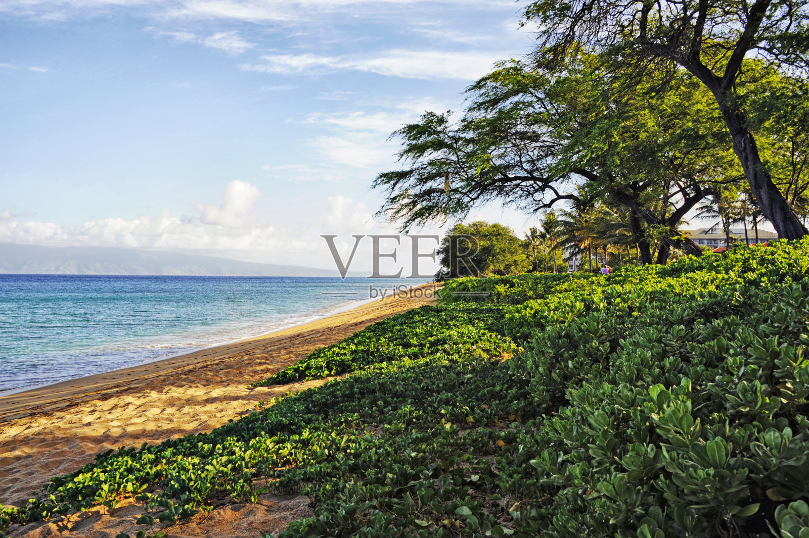 毛伊岛海滩，有沙滩和树木，还有远处的人照片摄影图片