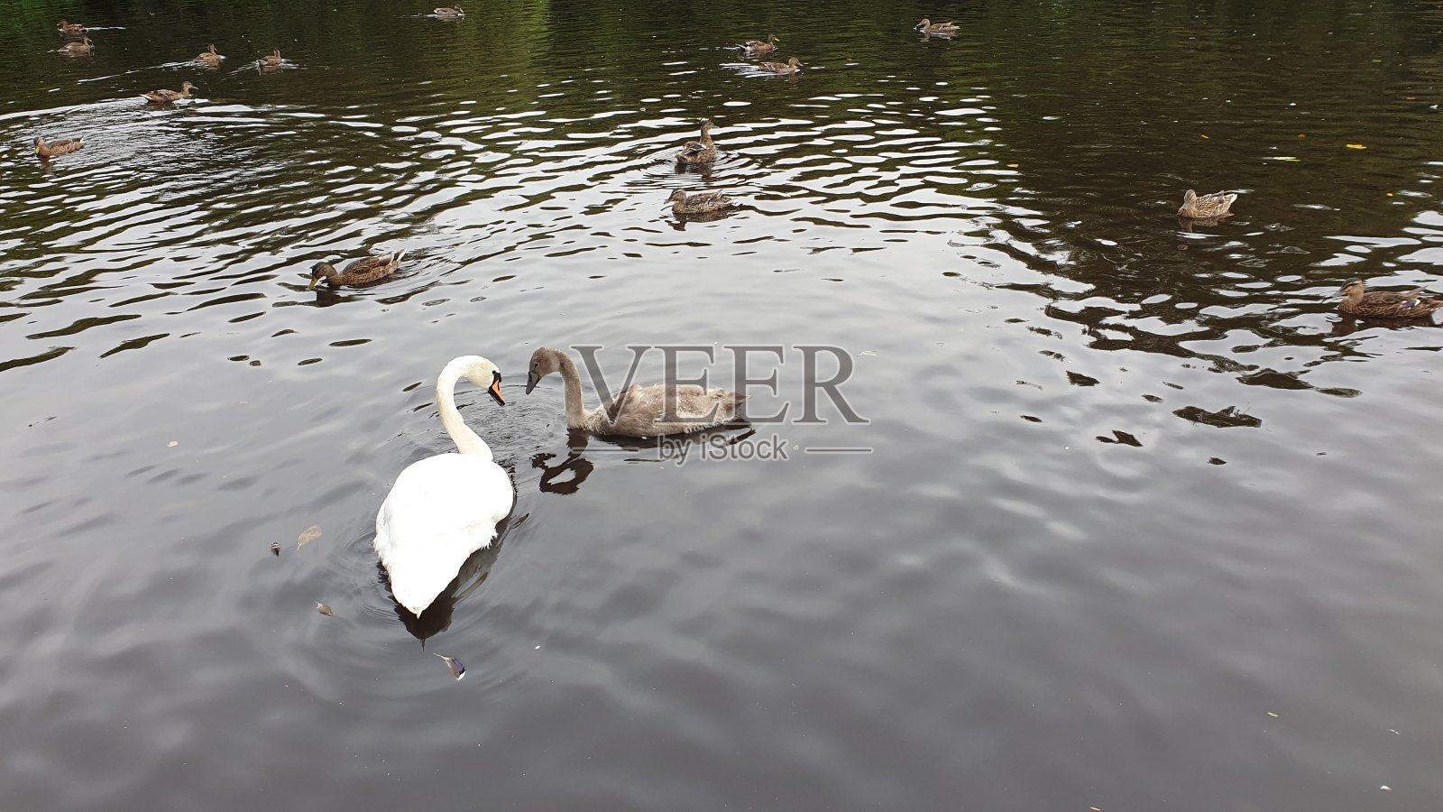 天鹅和小天鹅照片摄影图片