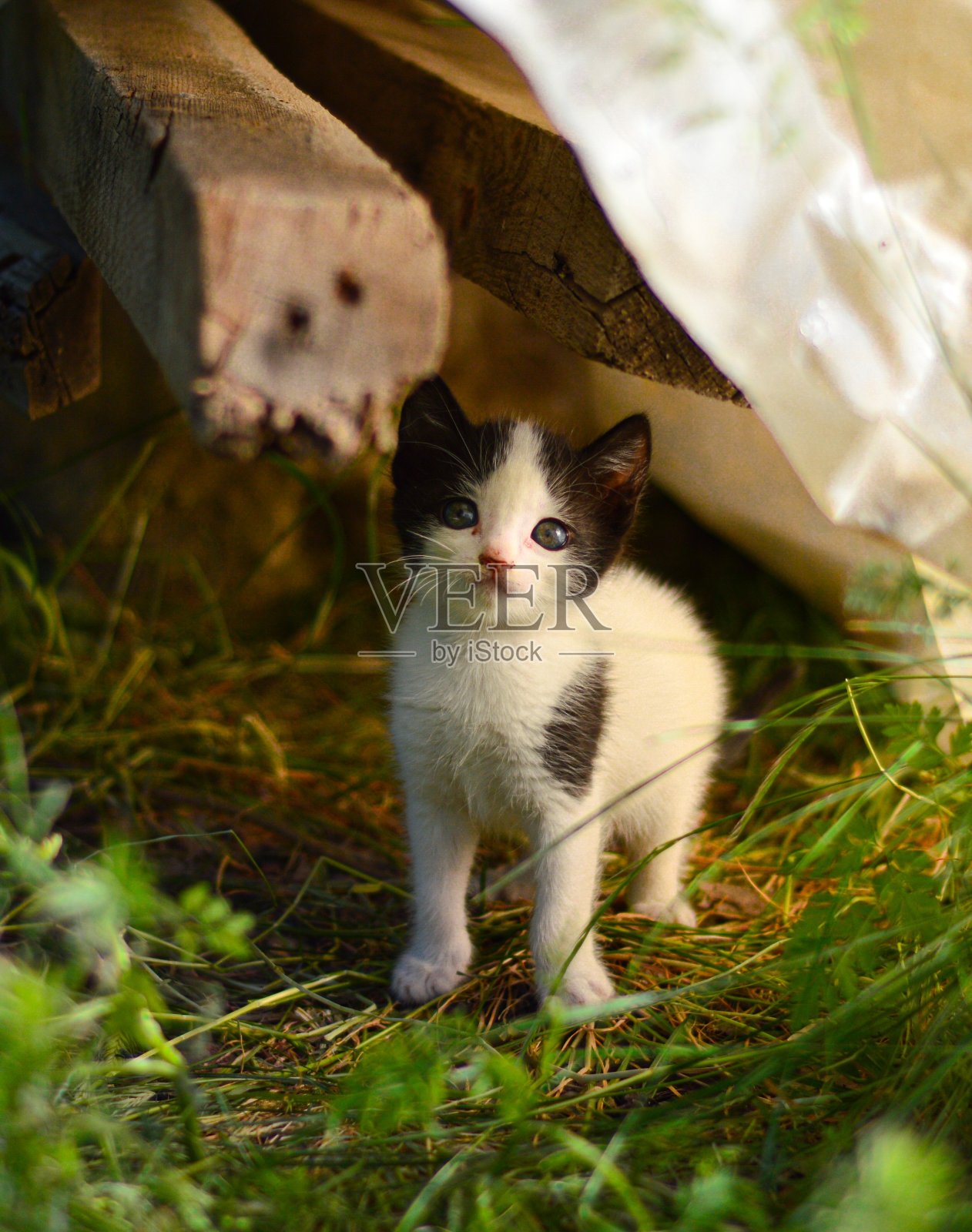 猫照片摄影图片