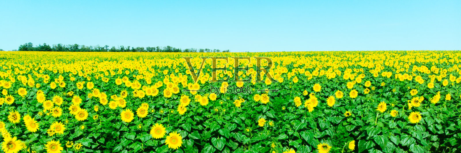 夏日向日葵田的全景。模糊的背景照片摄影图片