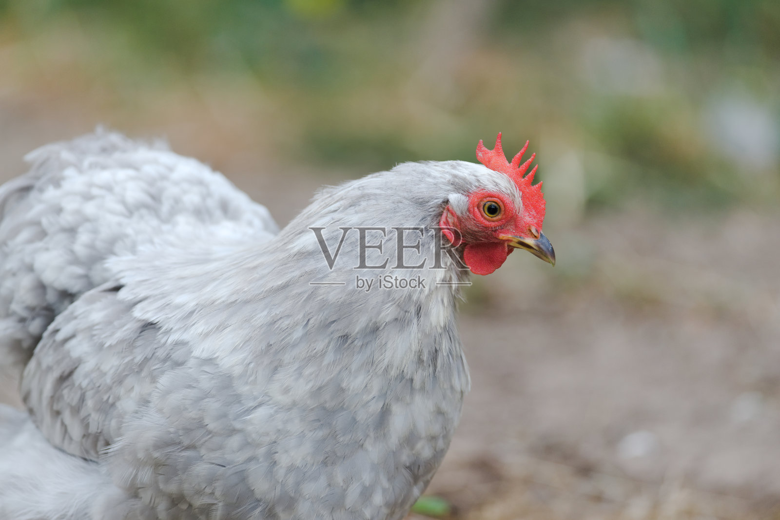 4 -特写的宠物灰色北京矮脚鸡的脸显示彩色的红色鸡冠和垂肉。照片摄影图片