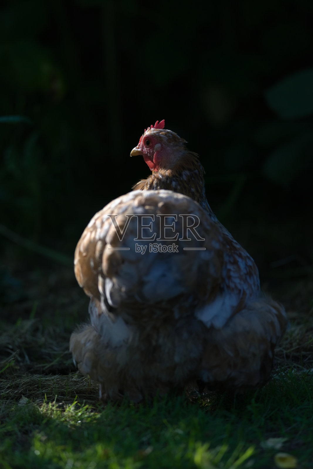 高对比度侧面照明的橙色北京矮脚鸡在黑暗的背景。照片摄影图片