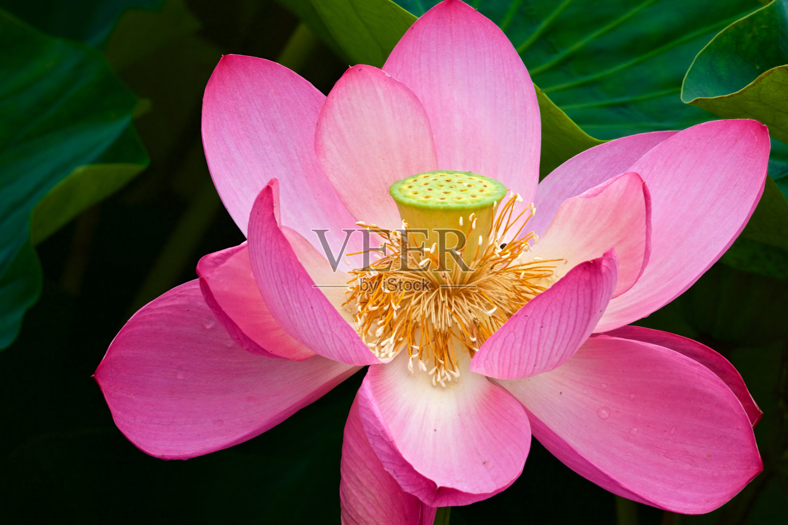 美丽的古代莲花盛开在清晨的沼泽。照片摄影图片