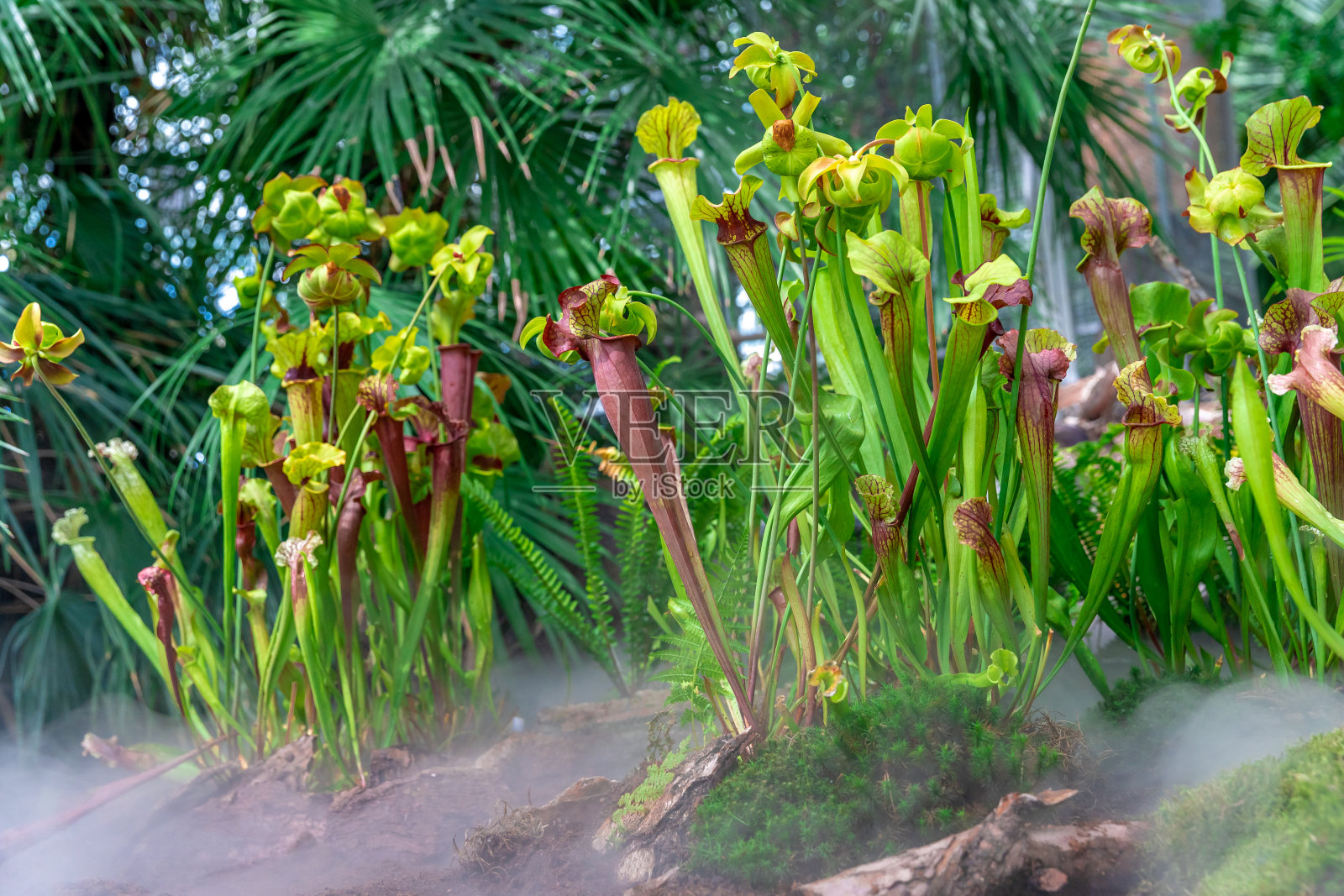 食肉毛茛植物在晨雾中的丛林照片摄影图片