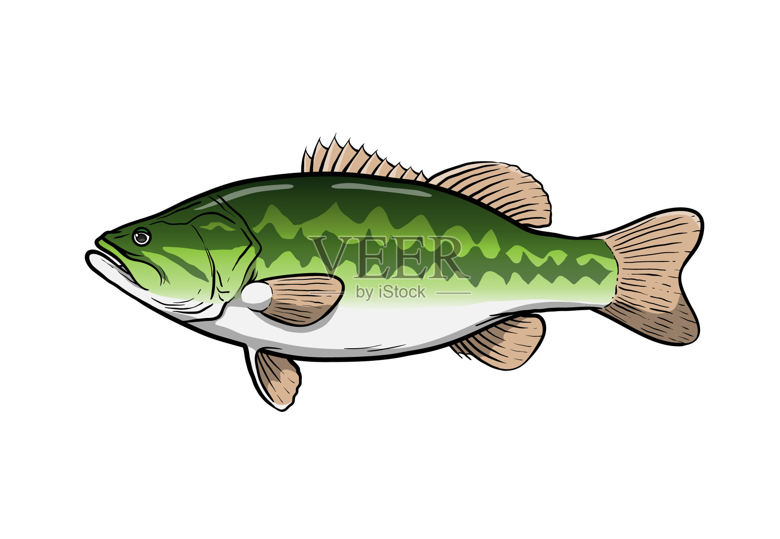 大嘴黑鲈，手绘矢量插图大嘴黑鲈游戏鱼，孤立在白色的背景。插画图片素材