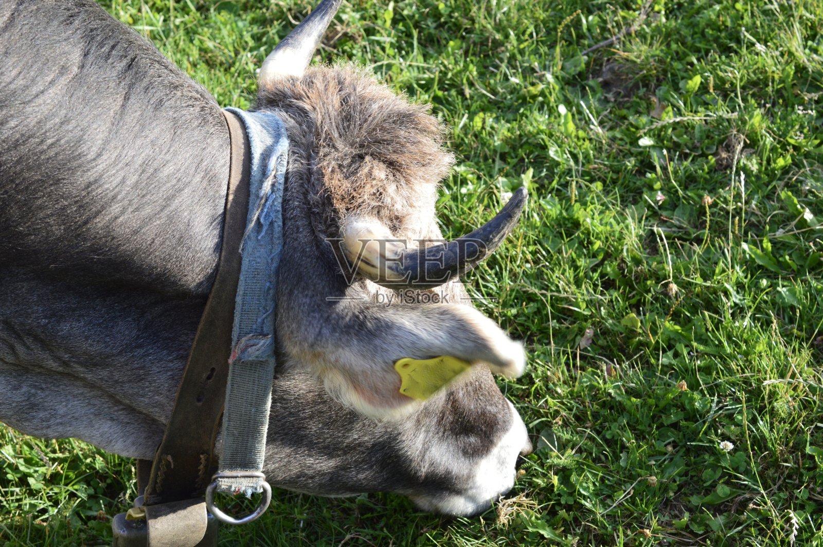 牛照片摄影图片