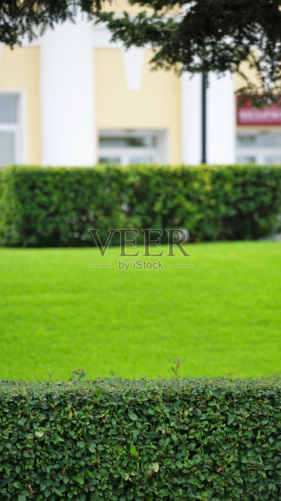 正式修剪灌木在夏季花园照片摄影图片