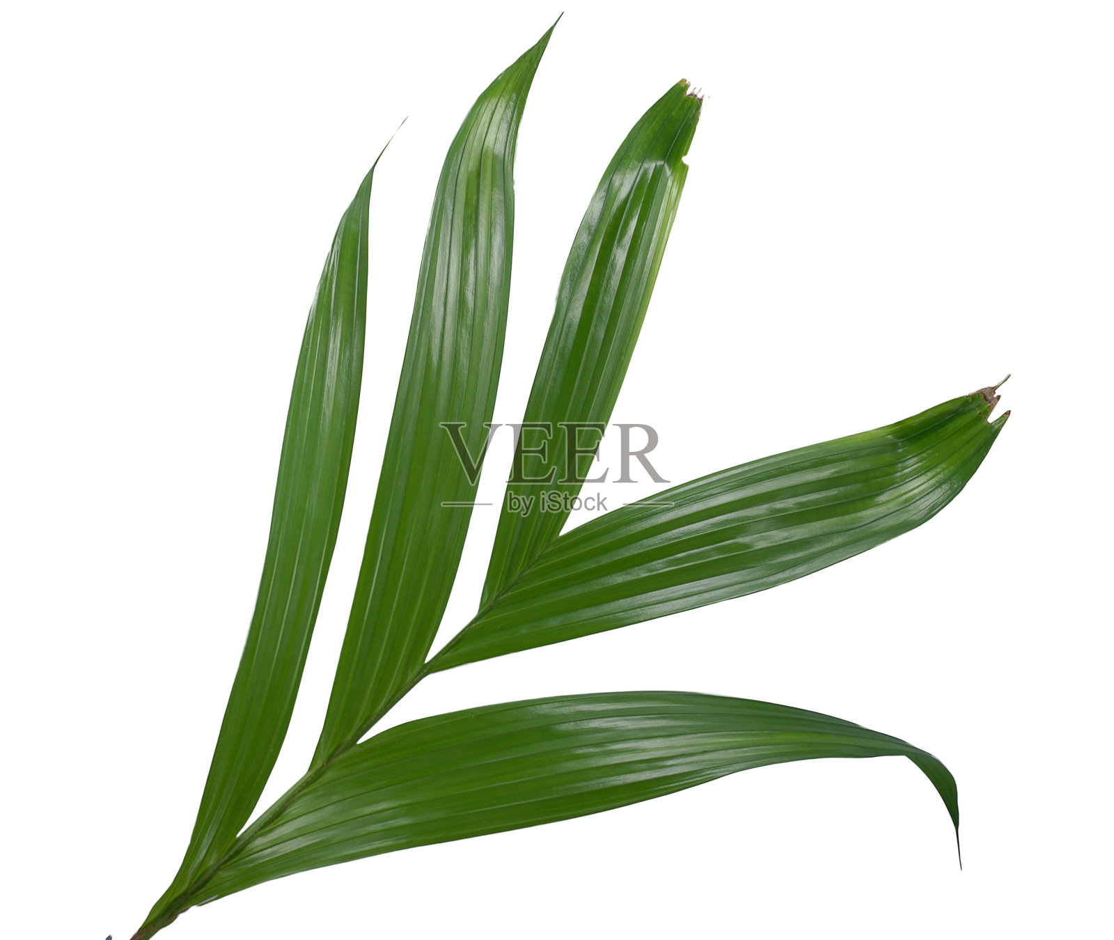 槟榔叶孤立在白色的背景照片摄影图片