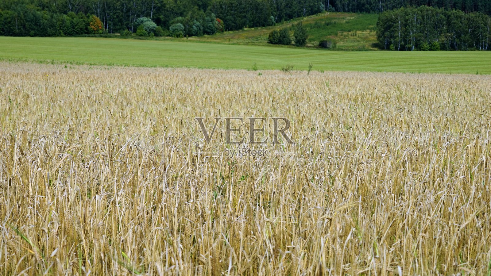 夏麦草甸美景全景照片摄影图片