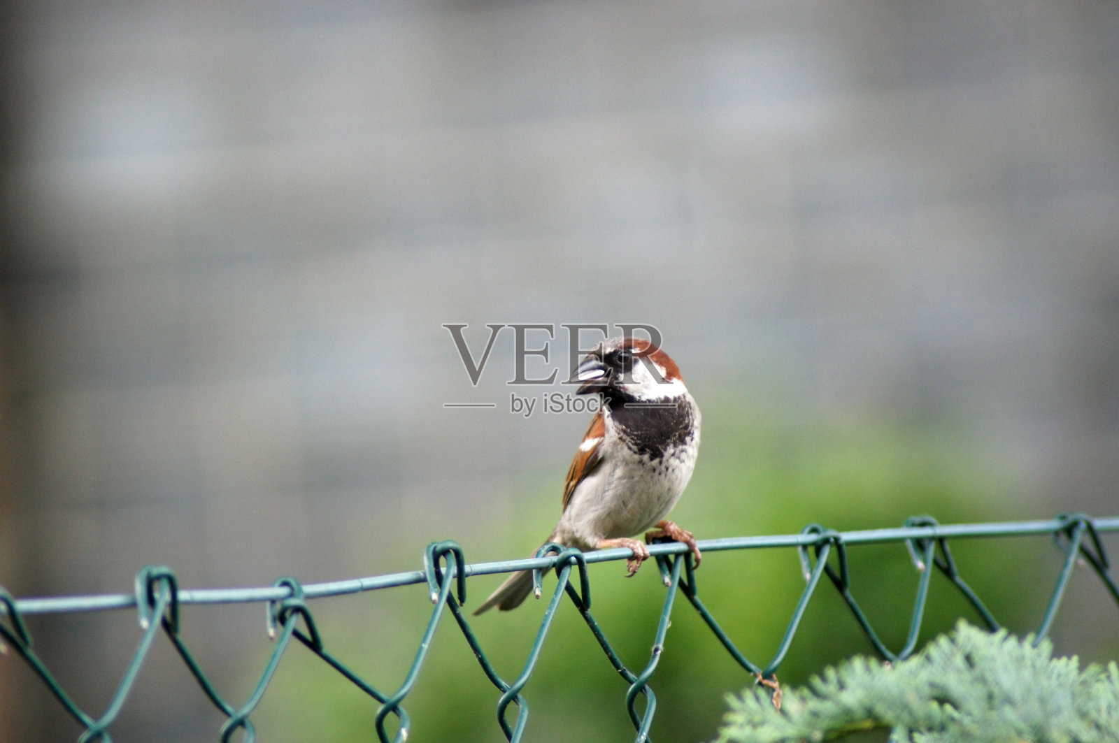 花园篱笆上的家麻雀照片摄影图片