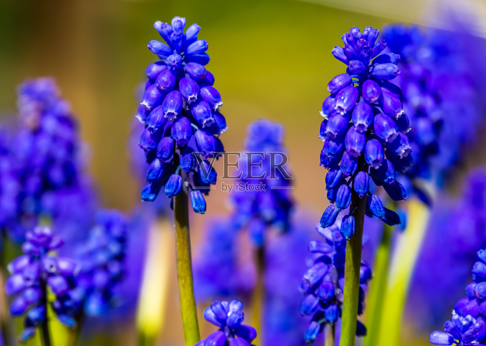 美丽的风信子花的特写，从欧洲流行的观赏植物品种照片摄影图片
