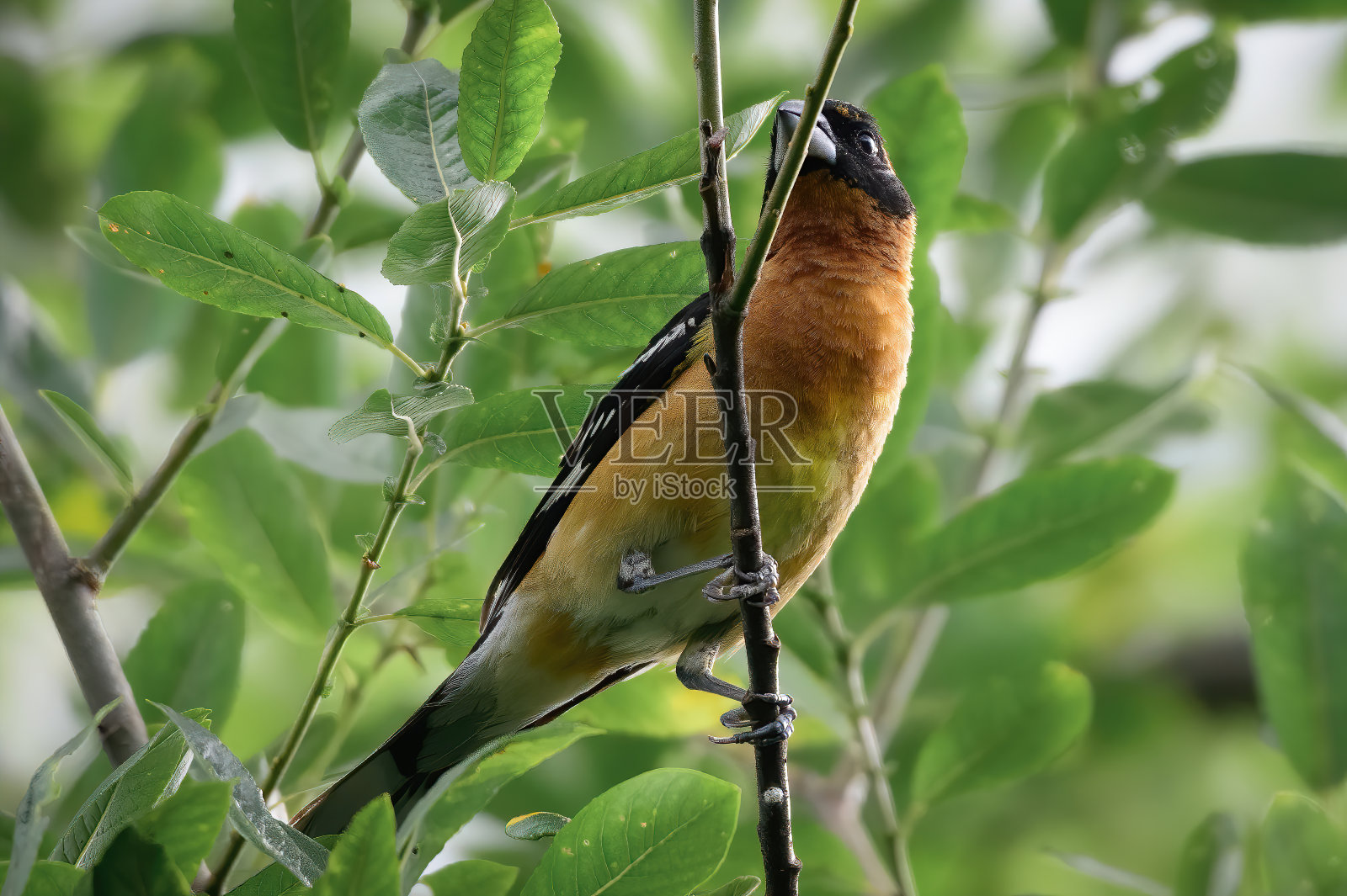 黑人领导蜡嘴鸟照片摄影图片