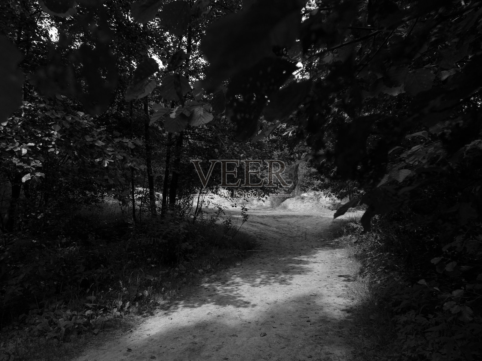 森林中的沙路照片摄影图片