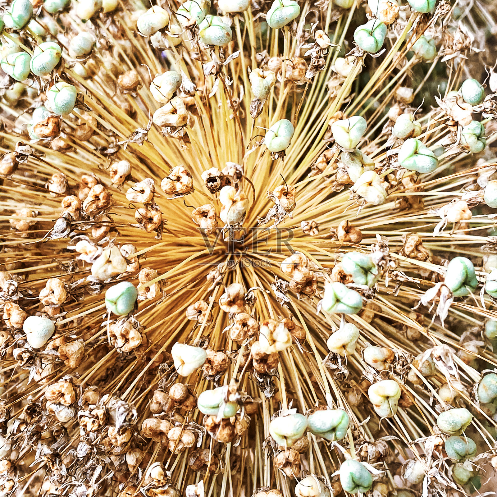 特写干燥的葱种子照片摄影图片