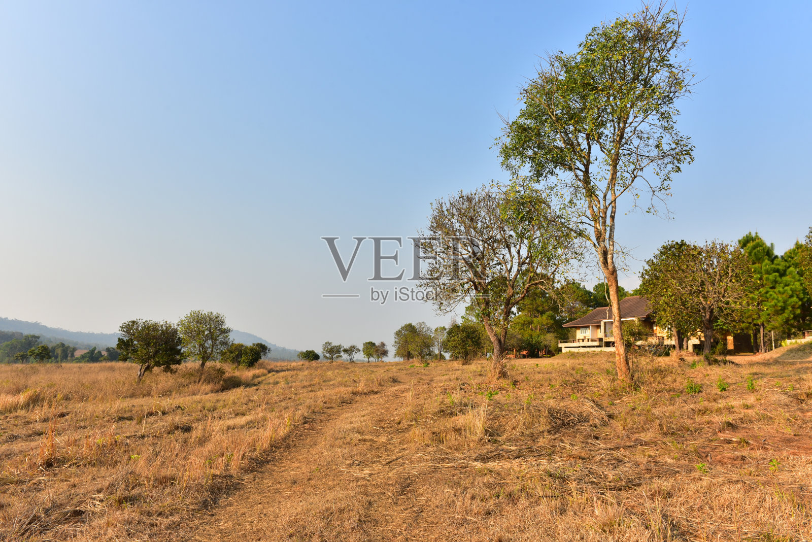 日落在森林景观与天然绿树。照片摄影图片