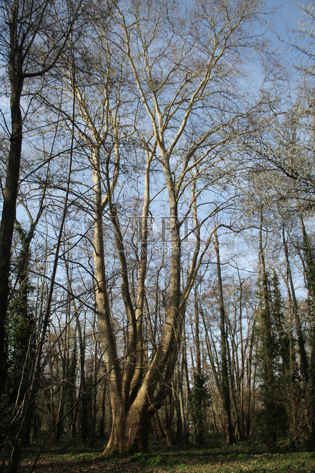 树照片摄影图片