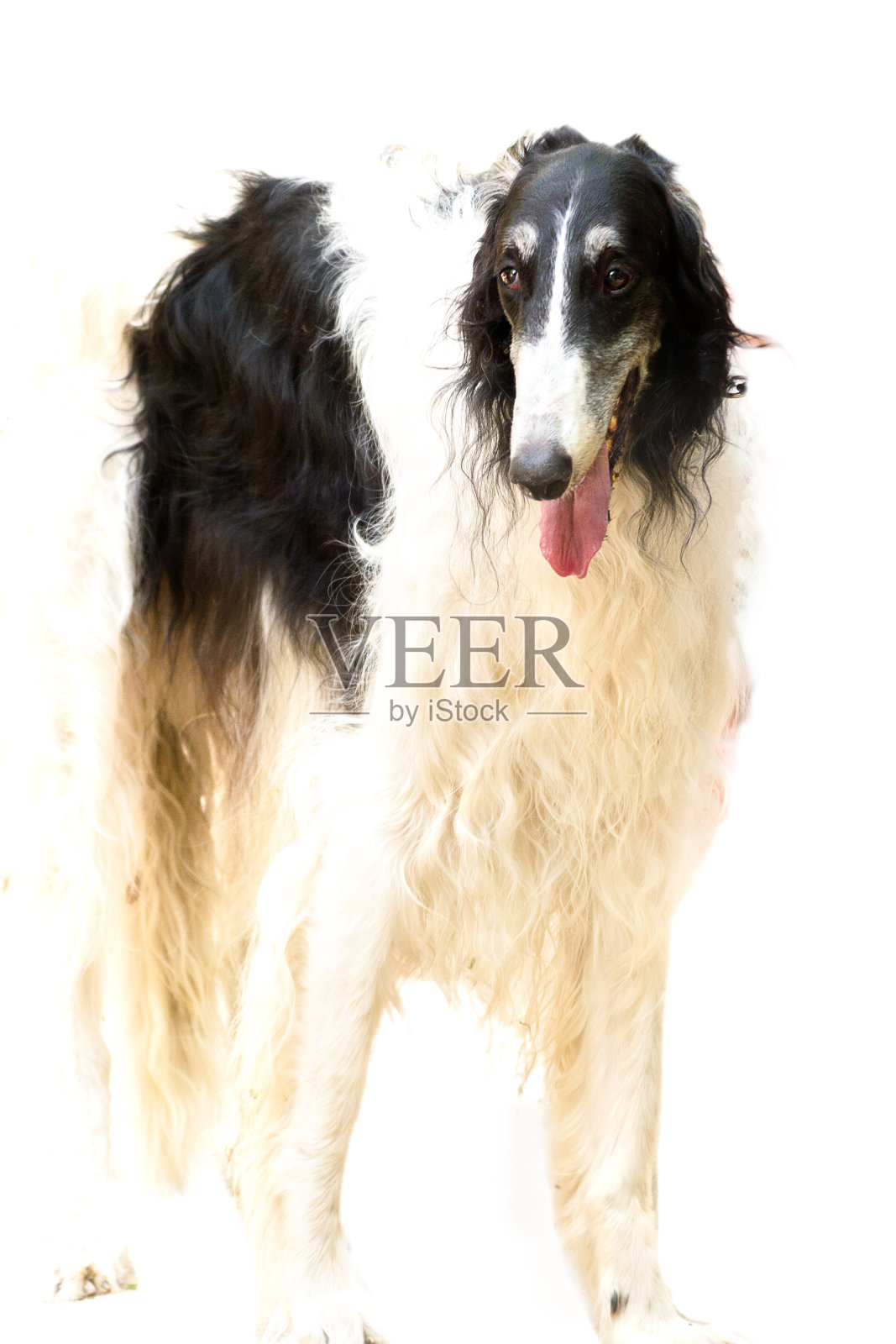 俄罗斯灰狗-一种大型猎犬品种孤立照片摄影图片