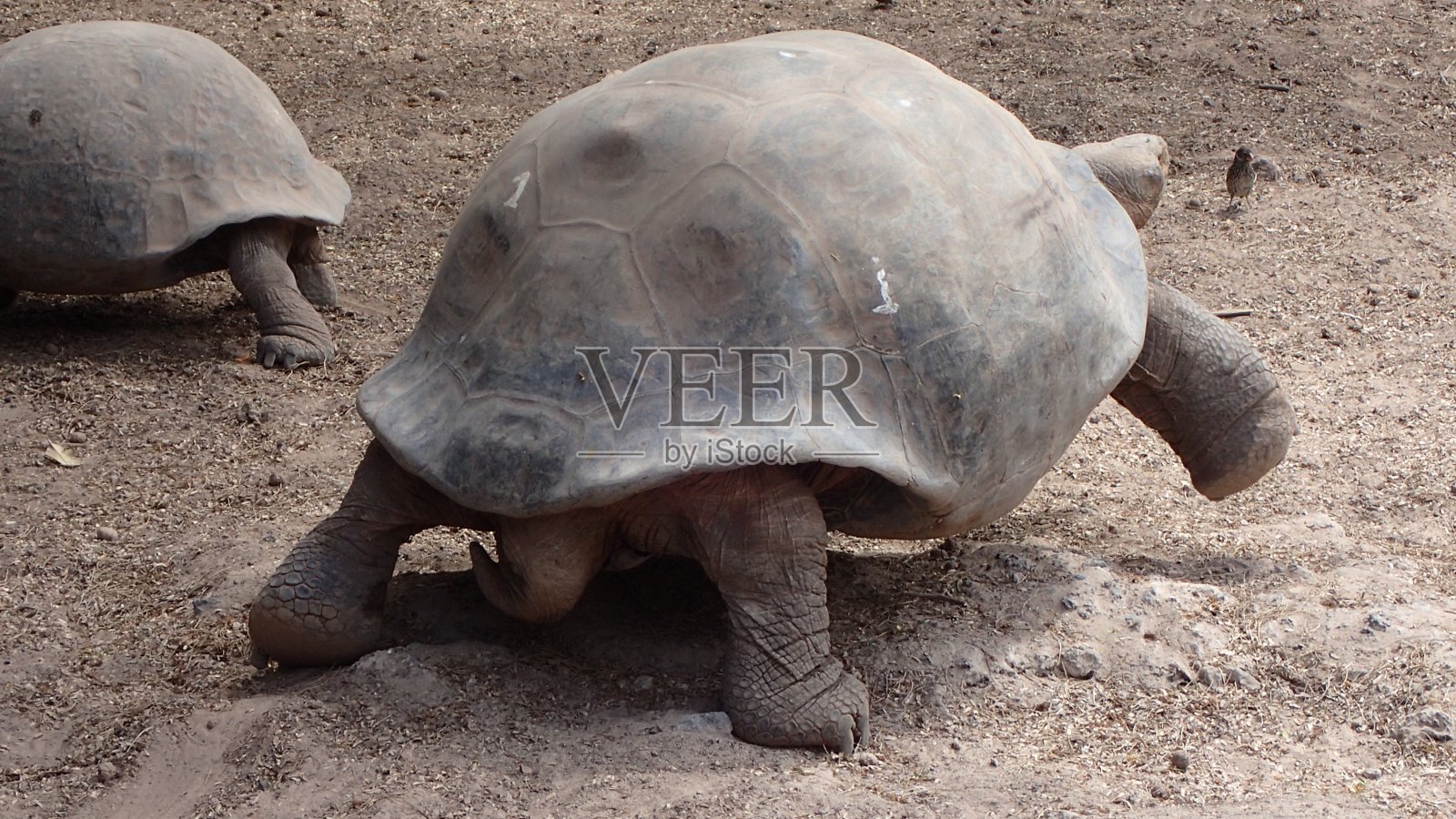 漫步公园照片摄影图片