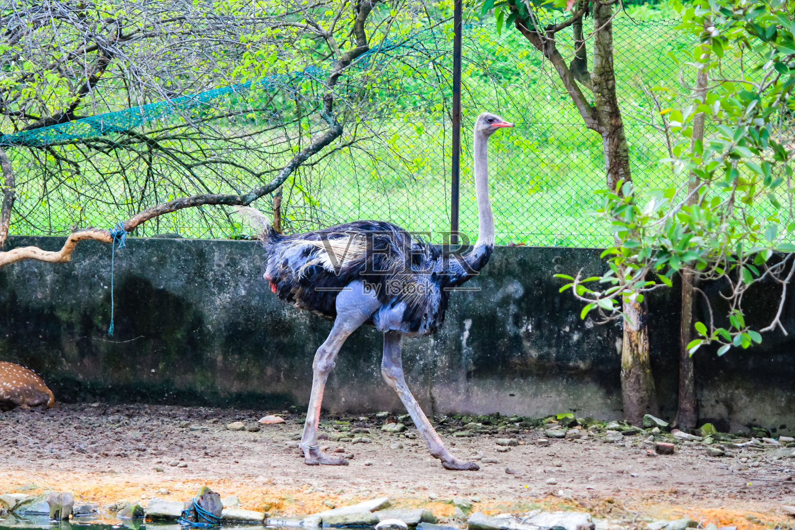 火烈鸟的近景自然和鸟类摄影照片摄影图片