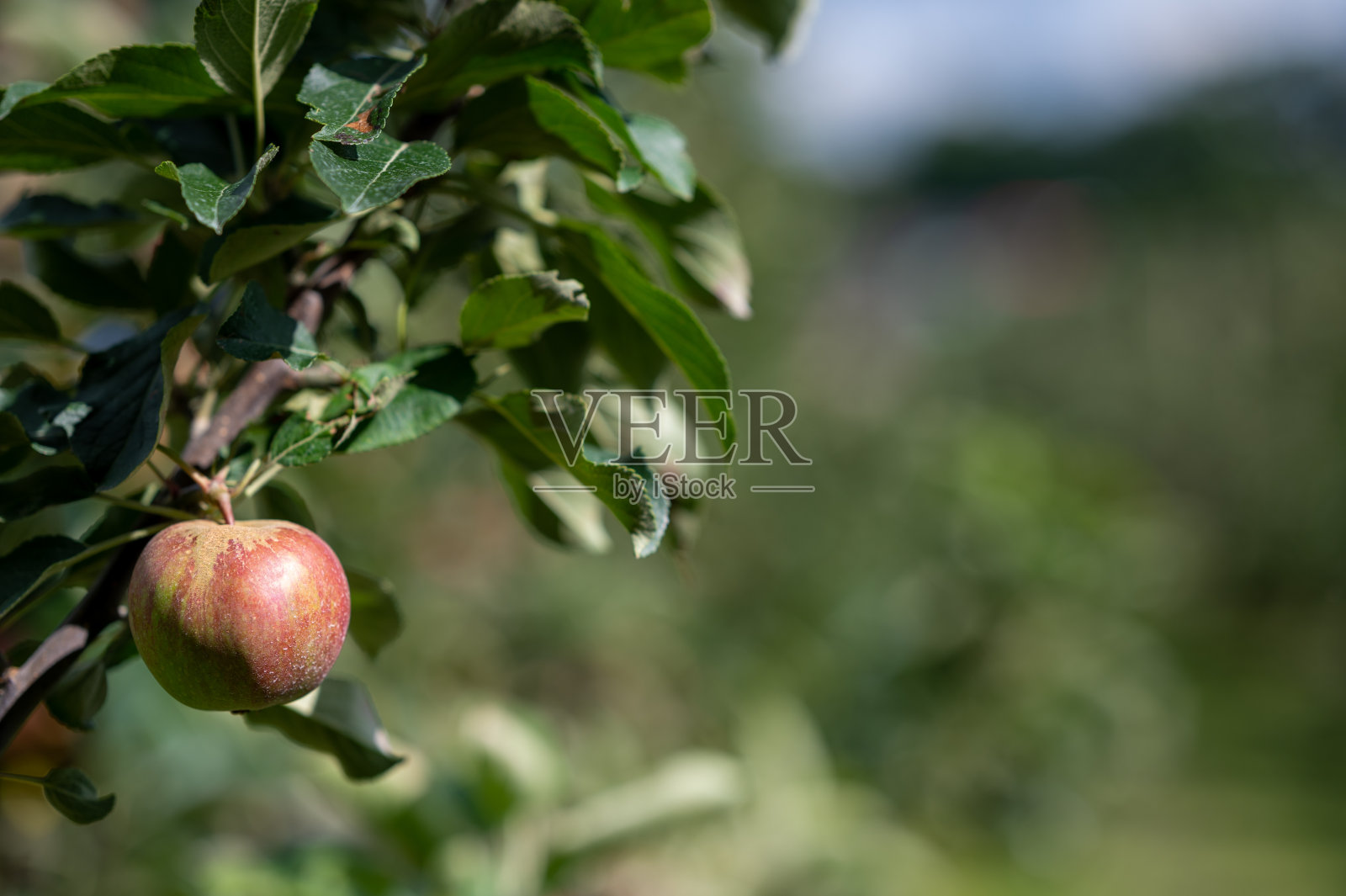 德国约克附近的一棵苹果树的特写。照片摄影图片
