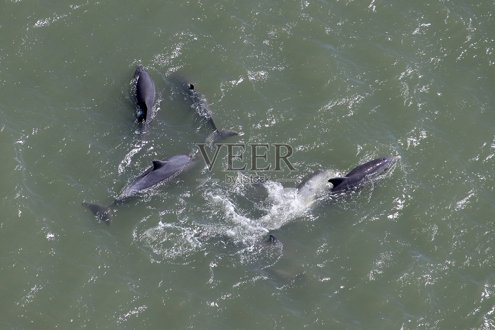 海豚照片摄影图片