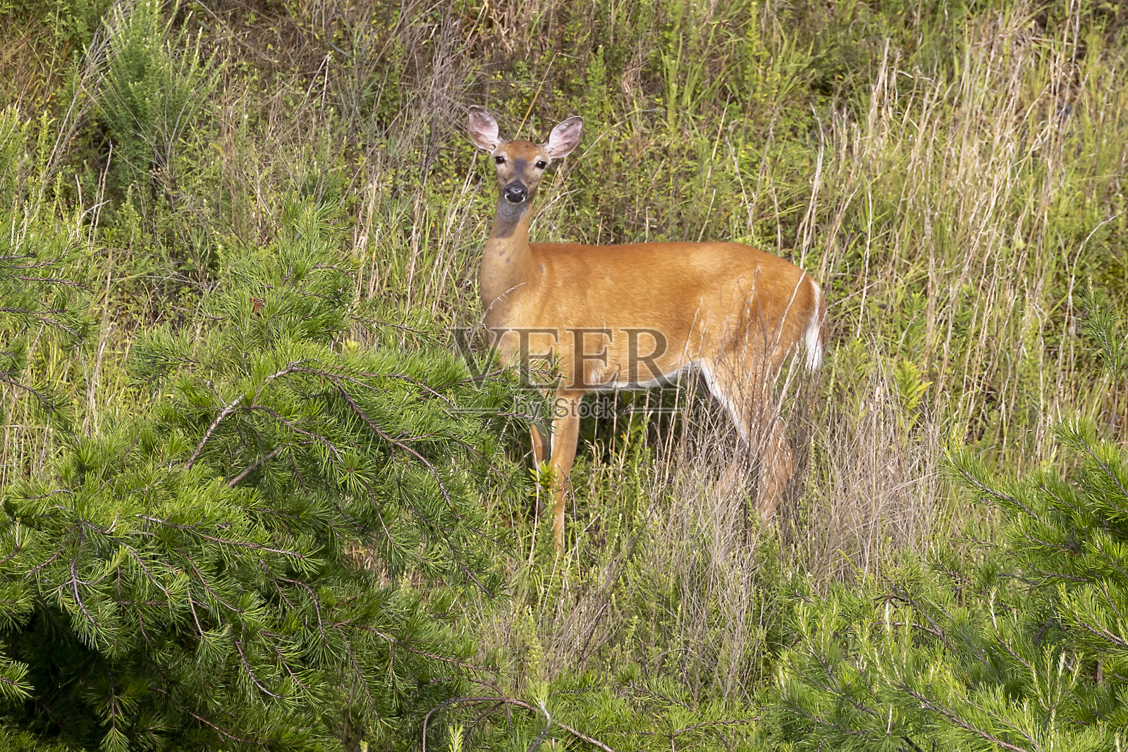 白尾鹿鹿照片摄影图片