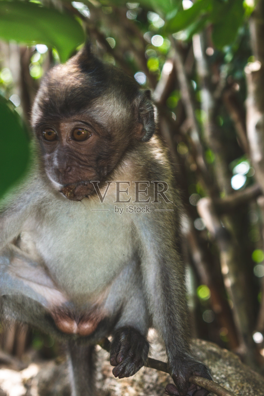 毛里求斯森林里自由自在的小猴子照片摄影图片