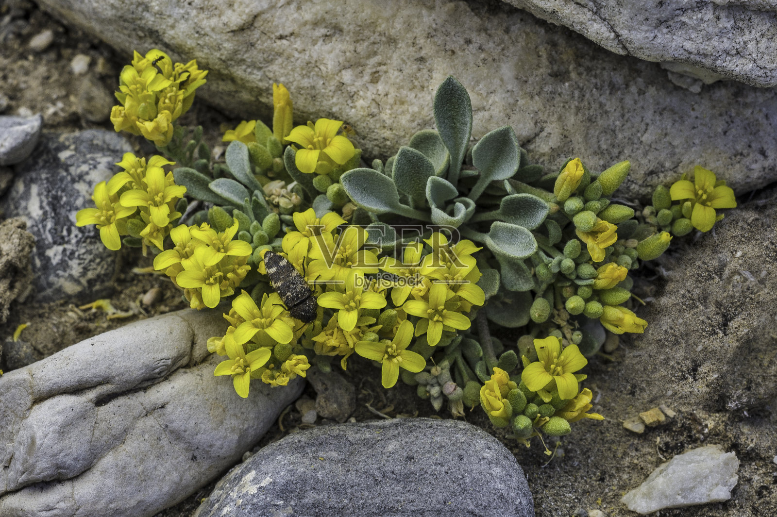 金酸浆是一种双子叶植物，是一种多年生草本植物，原产于加利福尼亚。马祖尔卡峡谷，因约山荒野，因约国家森林，加利福尼亚州。照片摄影图片