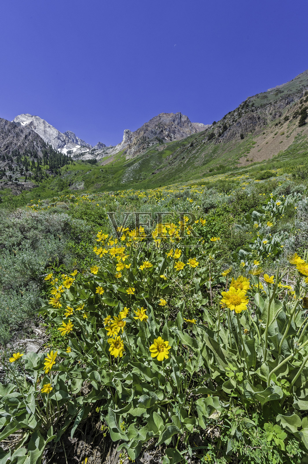 Wyethia mollis是紫菀科中的一种花，俗称毛骡耳。内华达山脉东侧，因约国家森林，麦吉溪峡谷，Mono县，加利福尼亚州。照片摄影图片