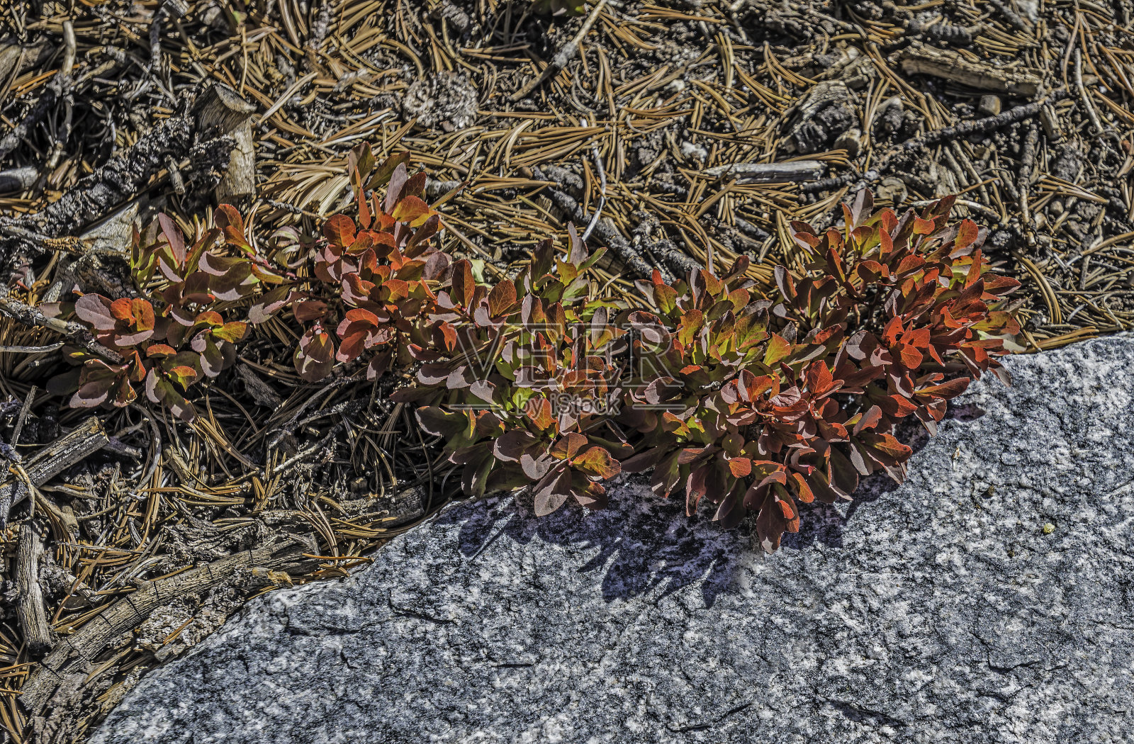 越橘(Vaccinium cespitosum，也叫caespitosum)是一种矮越桔，是一种越橘属开花灌木，生长在伊约国家森林内的纳瓦达山脉岩石溪地区。秋天的颜色。照片摄影图片