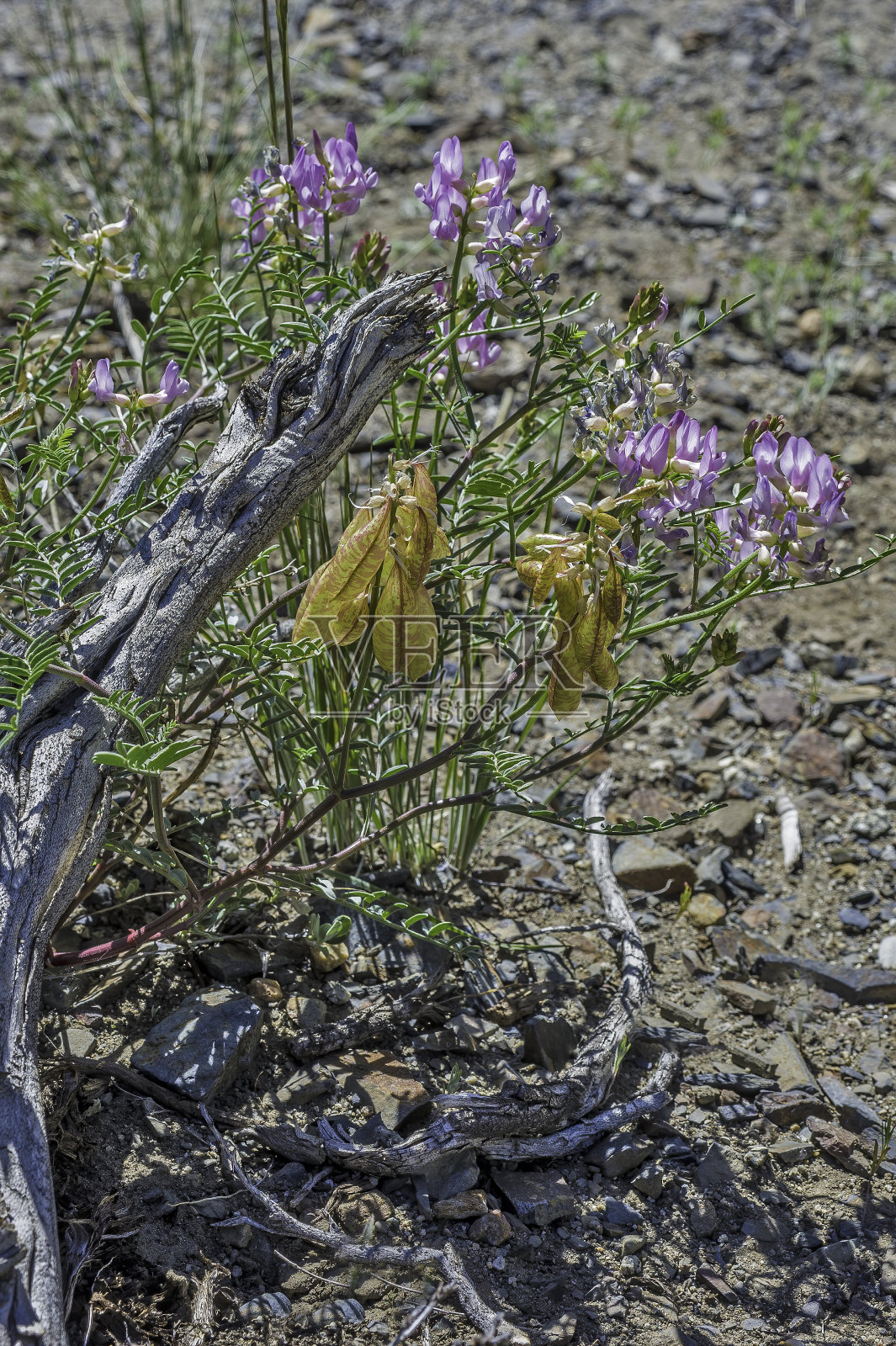 白Atragalus whitneyi是一种豆科植物，被称为气球豆荚黄芪或气球黄芪。蝶形花科。照片摄影图片