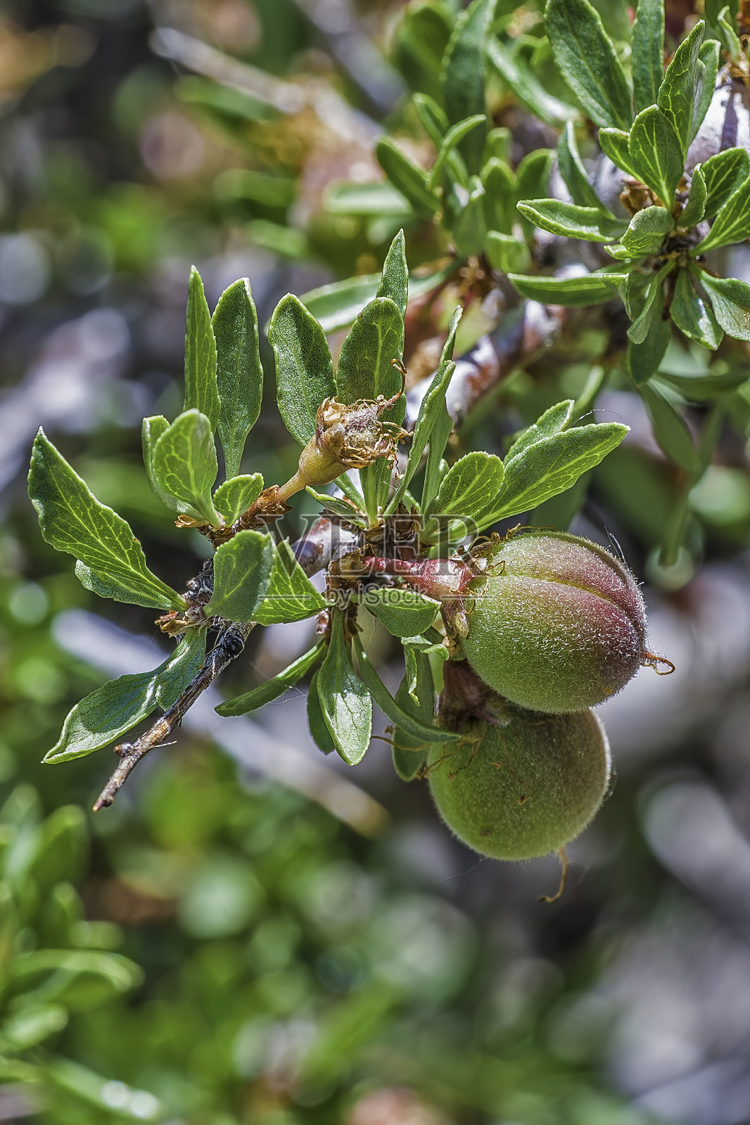 安氏Prunus andersonii是蔷薇科灌木的一种，其名称包括沙漠桃或沙漠杏仁。麦吉溪峡谷，Mono县，内华达山脉，因约国家森林，加利福尼亚州。照片摄影图片