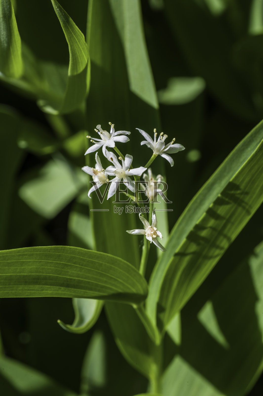 Maianthemum stellatum，星花假所罗门印，星花假所罗门印;或者是小小的假所罗门印，或者只是假所罗门印;星光熠熠的错误举动;镶嵌着假所罗门的印章。内华达山脉东部，我照片摄影图片