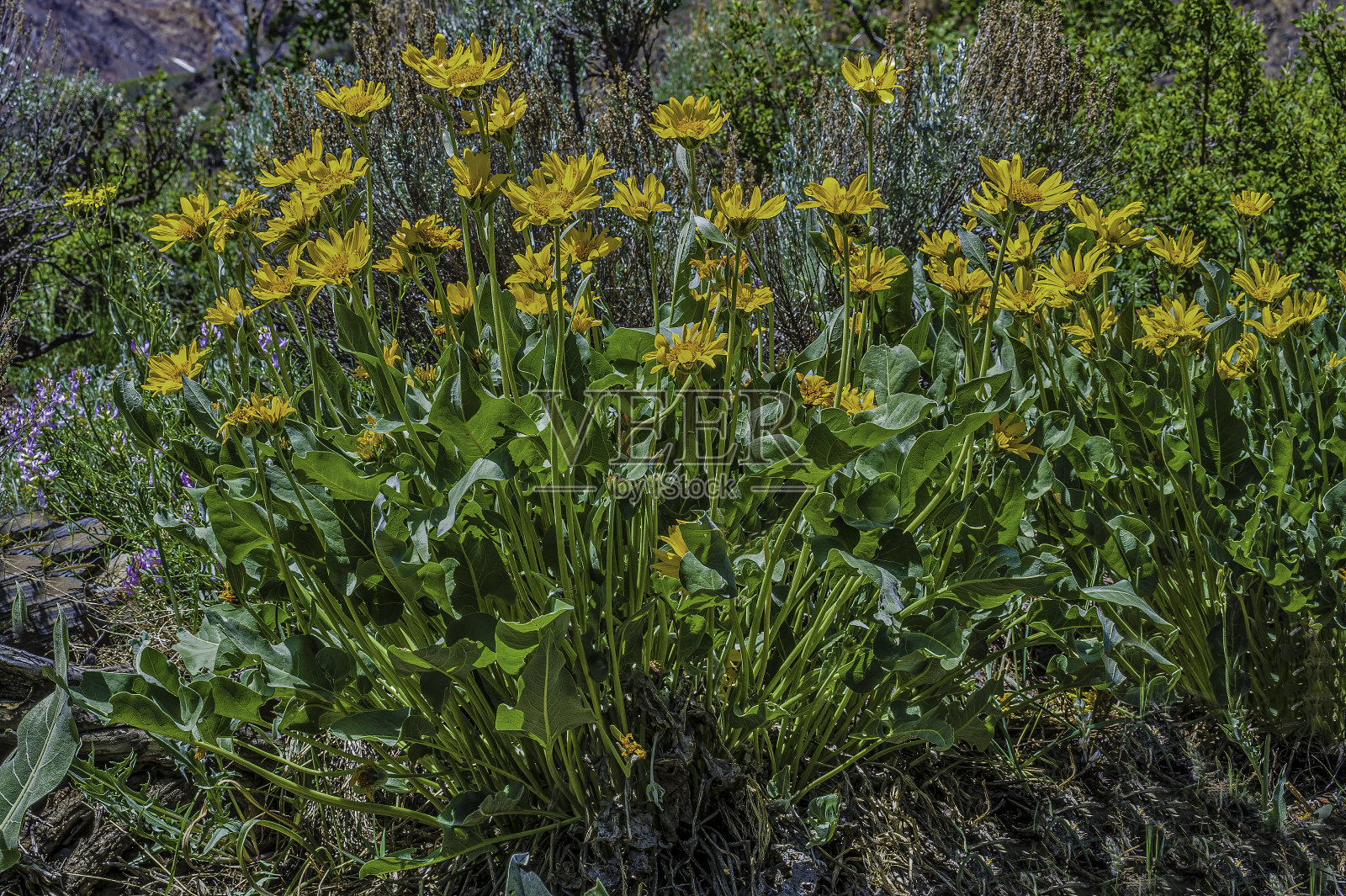 矢叶香是菊科的一种开花植物，被称为矢叶香。麦基溪峡谷，内华达山脉，因约国家森林，加利福尼亚州。照片摄影图片