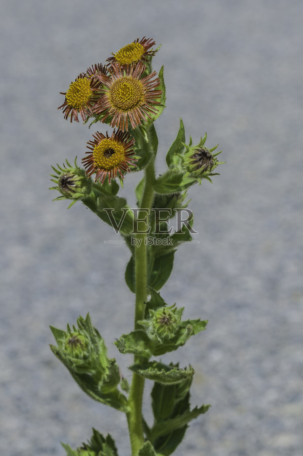 浒苔是雏菊科的一种开花植物，常名redray alpingolden或red-ray Hulsea，生长在洋葱谷，照片摄影图片