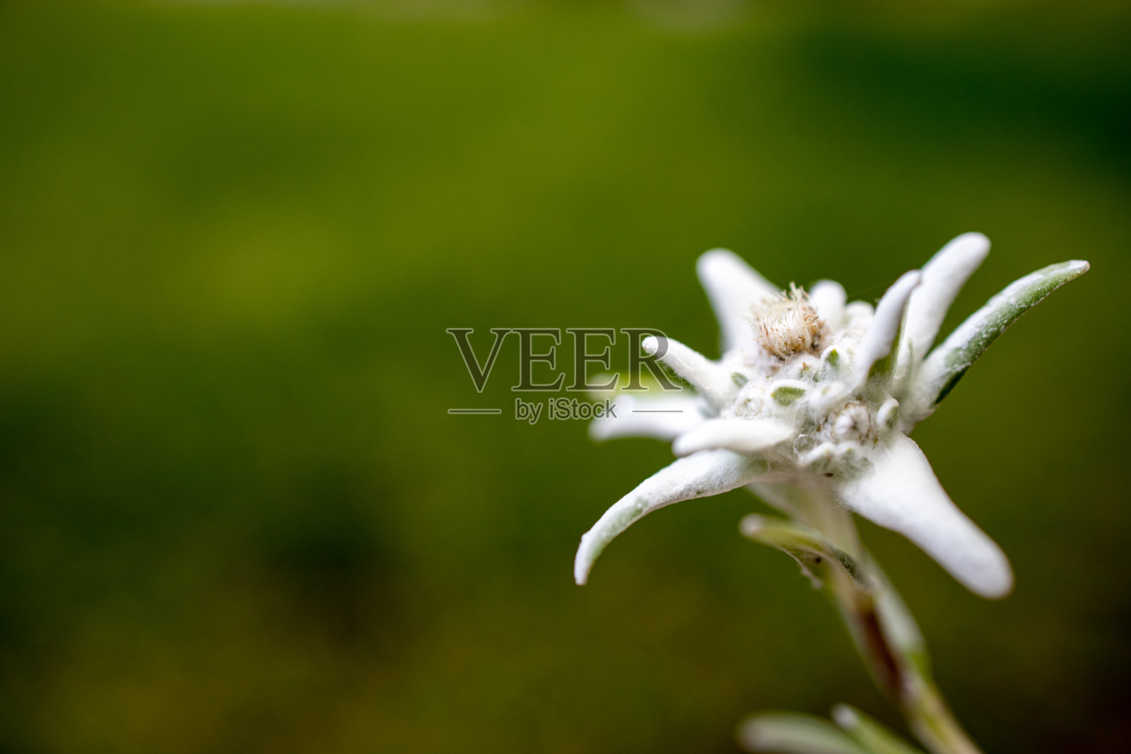 雪绒花山花照片摄影图片