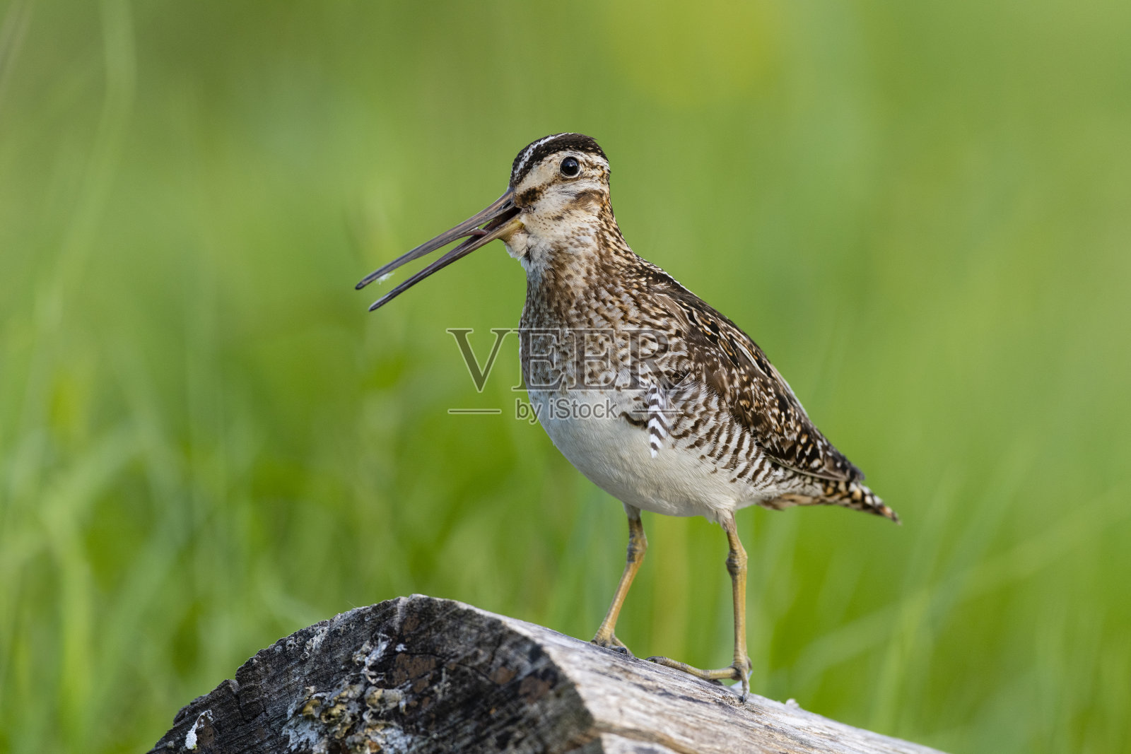 草地上的威尔逊鹬照片摄影图片