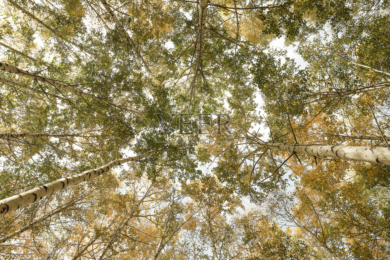 桦林照片摄影图片