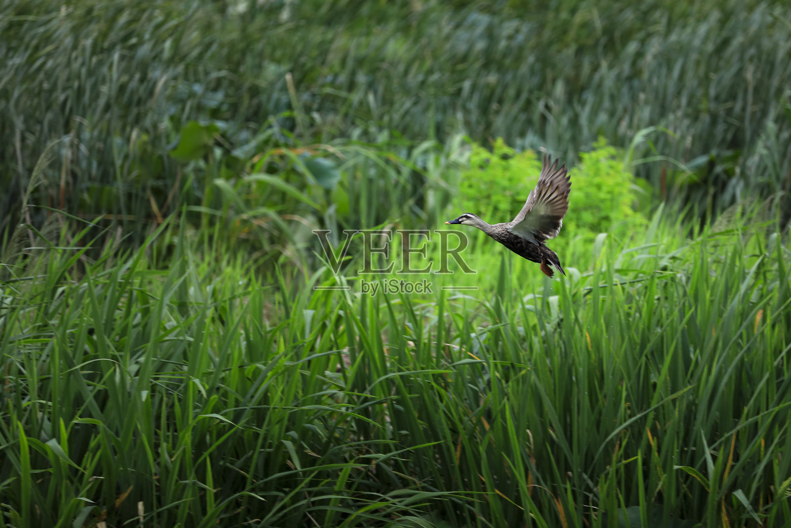 野鸭飞照片摄影图片