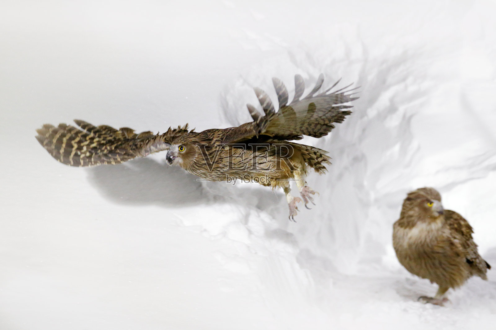 布拉克斯顿的鱼鸮，Bubo blakistoni，现存最大的鱼鹰鸮。鸟在冷水中捕猎。冬季日本北海道的野生动物场景。雪中展翅的河鸟。照片摄影图片