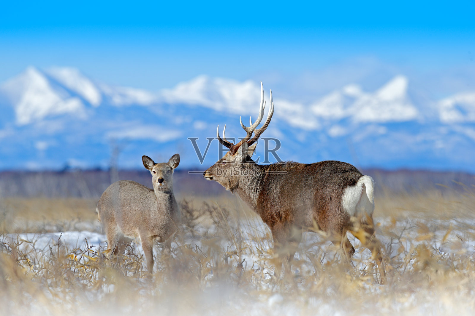 梅花鹿(Cervus nippon yesoensis)，在白雪皑皑的草地上，冬季的高山和森林在背景中，动物的鹿角在自然栖息地，冬季景象来自日本北海道。野生动物的本性。照片摄影图片