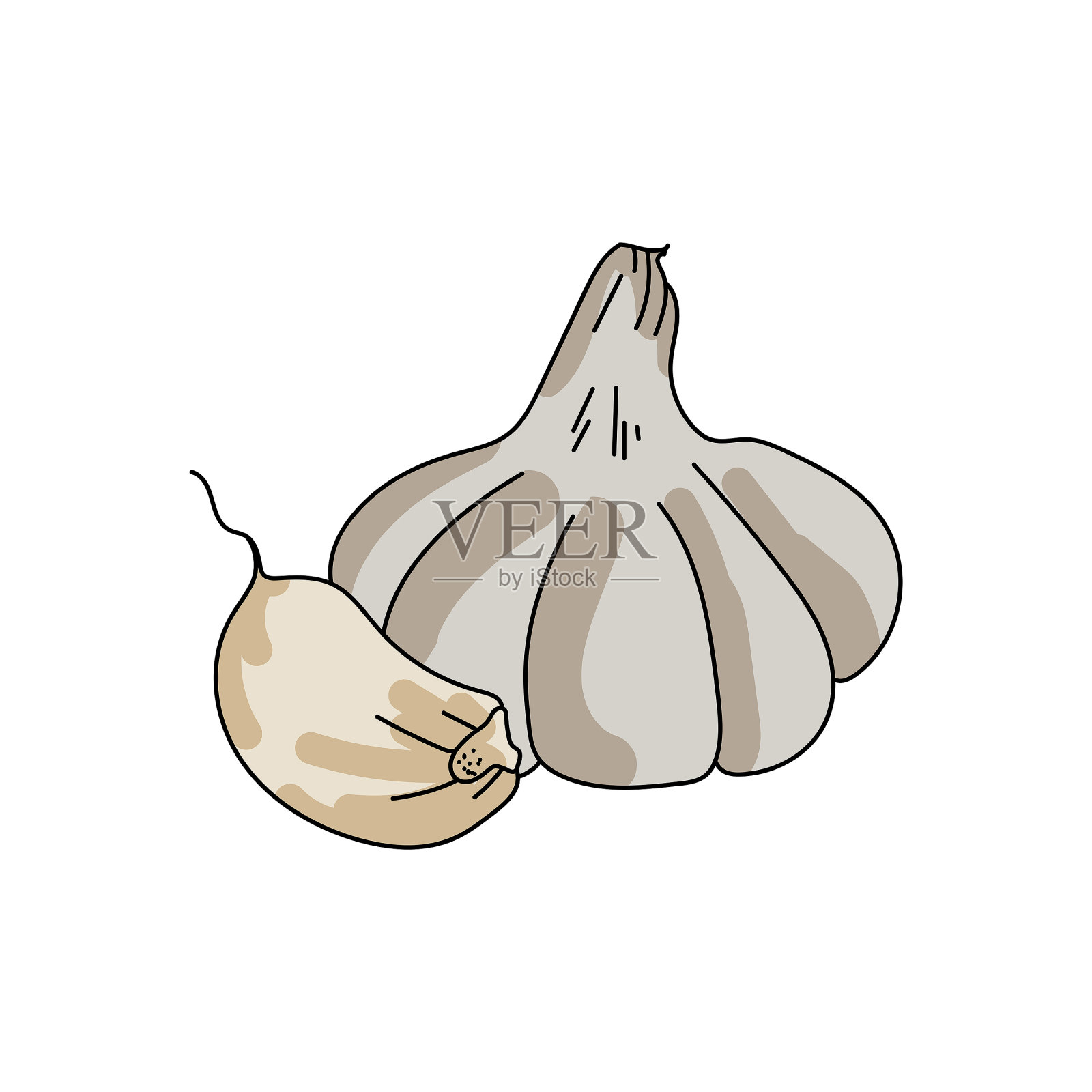 浅色大蒜，整个和块，一个有用的调味材料烹饪，手绘矢量插图插画图片素材
